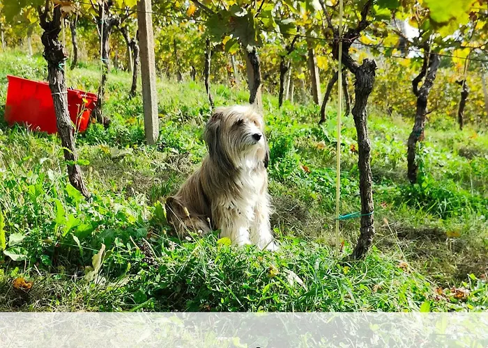 Casa vacanze Glamping Paradise Skatlar Otočec